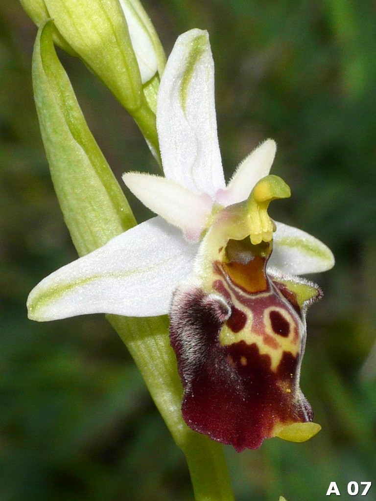 Ophrys dinarica (=Ophrys personata)  in Abruzzo